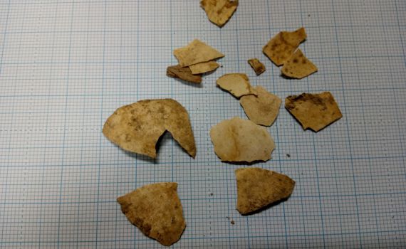 נחשף: הביצה בזמן המקדש לא היתה כשיעור החזון אי"ש