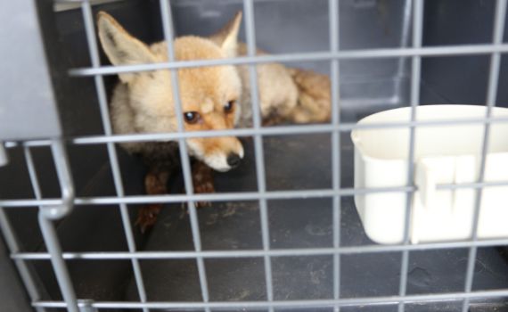 מרפיח לדרום אפריקה: חולצו 50 בעלי חיים מעזה