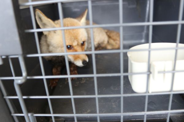 מרפיח לדרום אפריקה: חולצו 50 בעלי חיים מעזה