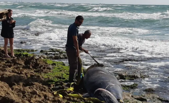 לווייתנית נפלטה מהים לחוף דור, הנסיבות בבדיקה