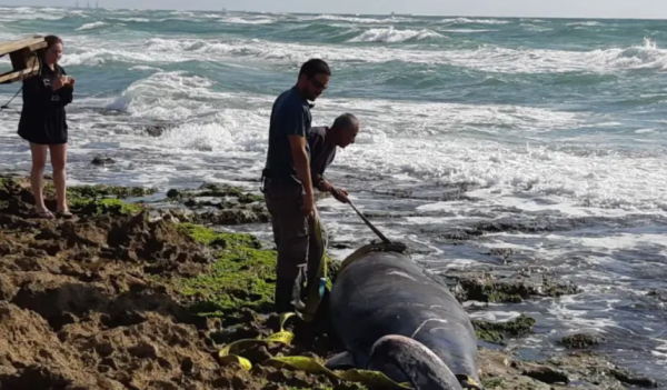 לווייתנית נפלטה מהים לחוף דור, הנסיבות בבדיקה