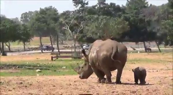 מסרט עד ספארי: פעילויות לקיץ ב-10 ש"ח בלבד