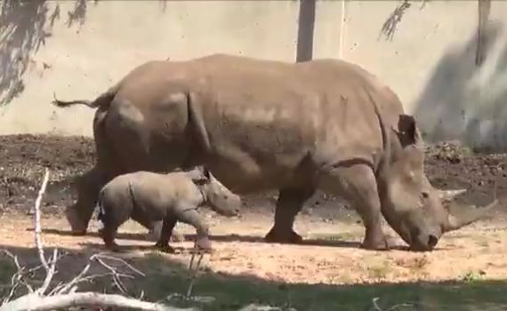 רונה או ראומה? בספארי מחפשים שם לקרנפית החדשה