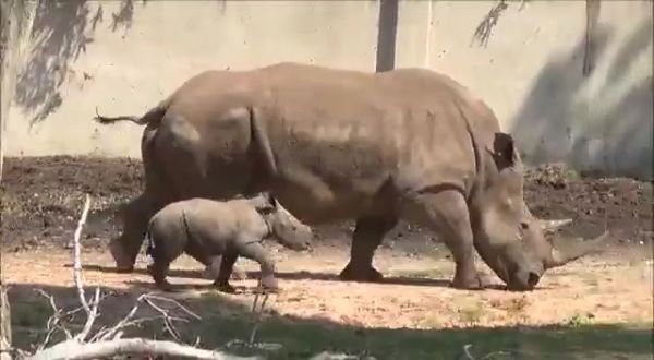 רונה או ראומה? בספארי מחפשים שם לקרנפית החדשה