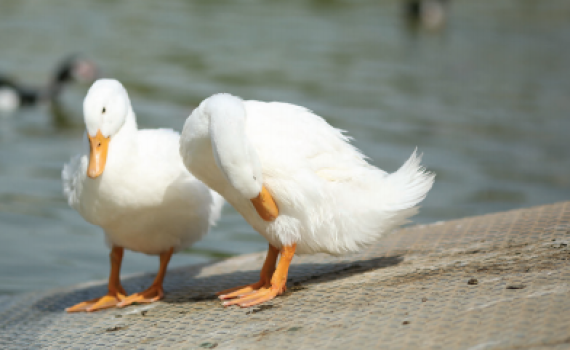 מה הקשר בין ברווזים לחרות? משחק לליל הסדר