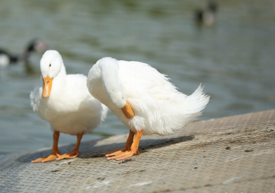 מה הקשר בין ברווזים לחרות? משחק לליל הסדר