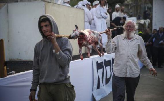 הרב אבינר נגד מתרגלי קרבן הפסח: "צריכים שכל וענווה"