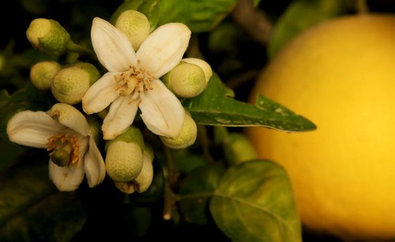 ברכת האילנות: נוסח הברכה וכל הבקשות והתוספות