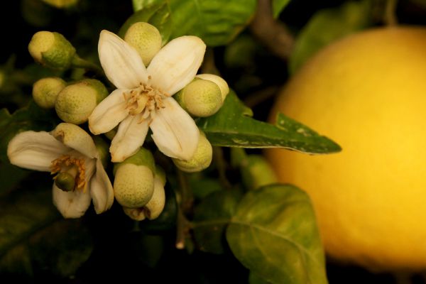 ברכת האילנות: נוסח הברכה וכל הבקשות והתוספות