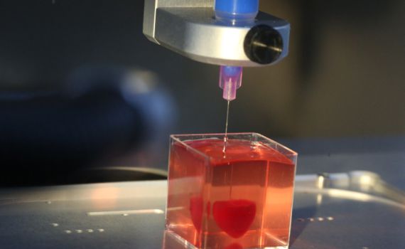 פריצת דרך: חוקרים ישראלים הדפיסו לב חי