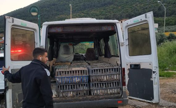 נעצר חשוד שהוביל מאות עופות דחוסים בארגזים