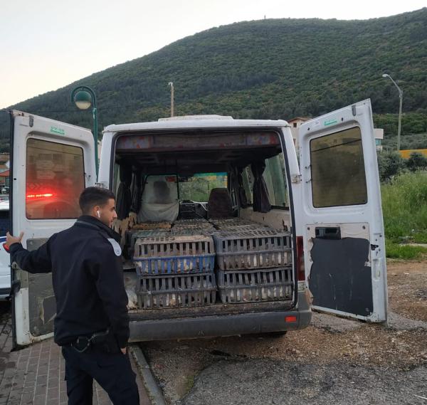 נעצר חשוד שהוביל מאות עופות דחוסים בארגזים