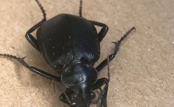 מכה שלא כתובה בתורה: המוני חיפושיות בישראל