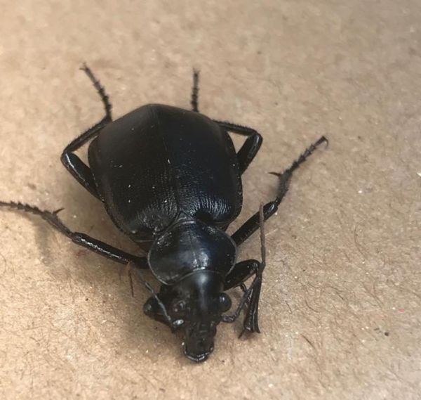 מכה שלא כתובה בתורה: המוני חיפושיות בישראל