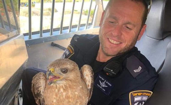 עוף דורס ניצל מדריסה על ידי השוטרים