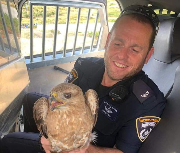 עוף דורס ניצל מדריסה על ידי השוטרים