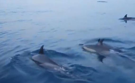 מרהיב: דולפינים הפתיעו את השיטור הימי באשדוד- צפו