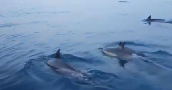 מרהיב: דולפינים הפתיעו את השיטור הימי באשדוד- צפו