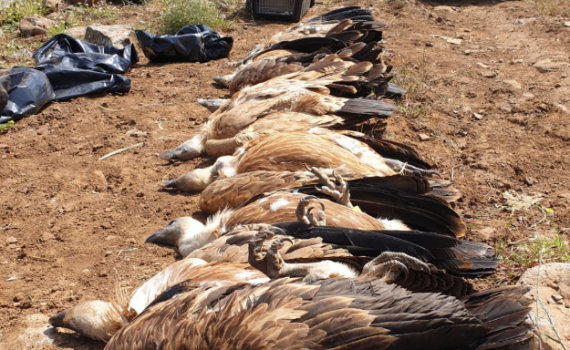 חשד להרעלה: 8 נשרים מתים אותרו ברמת הגולן