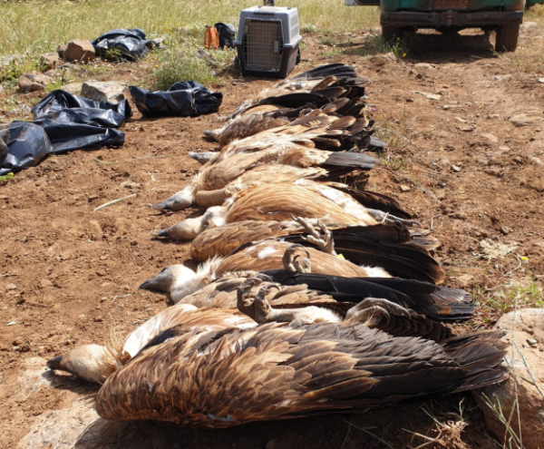 חשד להרעלה: 8 נשרים מתים אותרו ברמת הגולן