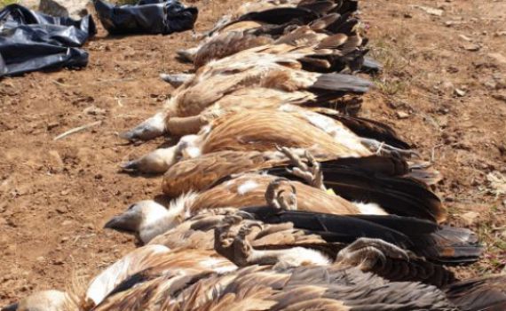 תושב בדואי נעצר בחשד להרעלת הנשרים בגולן