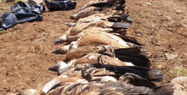 תושב בדואי נעצר בחשד להרעלת הנשרים בגולן