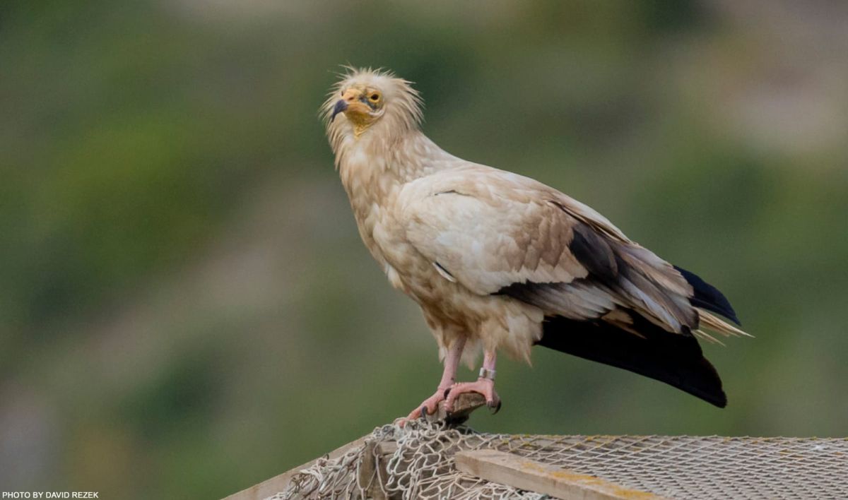 לראשונה מזה 50 שנה: זוג רחמים מקנן בכרמל