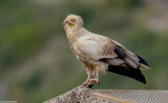 לראשונה מזה 50 שנה: זוג רחמים מקנן בכרמל