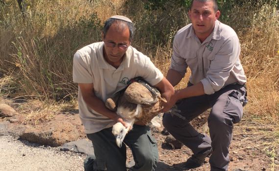 צפו: הנשר שהורעל ברמת הגולן משוחרר בחזרה לטבע