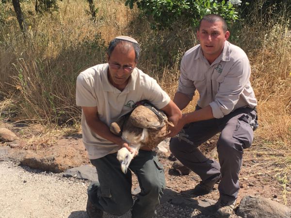 צפו: הנשר שהורעל ברמת הגולן משוחרר בחזרה לטבע