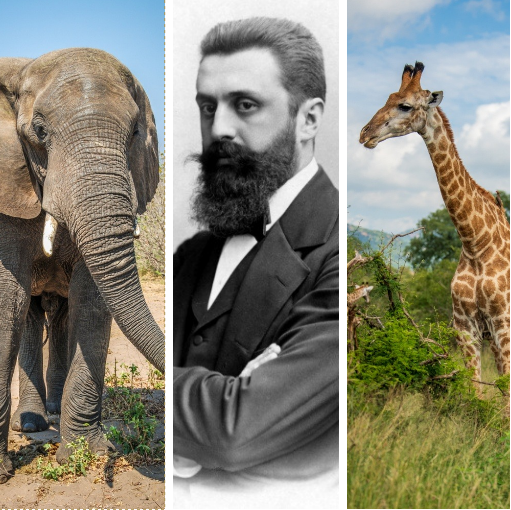 מאוגנדה באהבה: תצביעו בעד התכנית של הרצל?