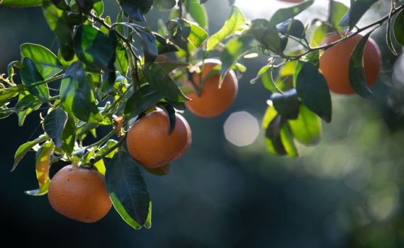 לאכול מפריה ולשבוע מטובה • הרב גורדין על הבקשה שהתגשמה