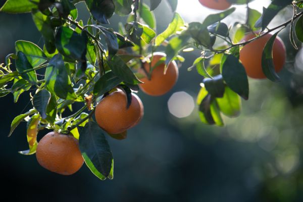 לאכול מפריה ולשבוע מטובה • הרב גורדין על הבקשה שהתגשמה