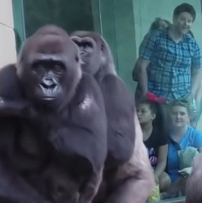 צפו: הגורילות יצליחו להתחמק מהגשם?