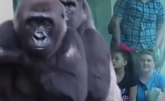 צפו: הגורילות יצליחו להתחמק מהגשם?