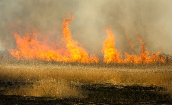 גל שריפות בעוטף ירושלים: עשרות בתים פונו מתושבים