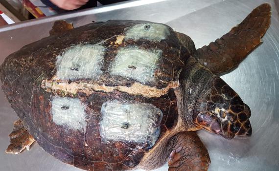 אחרי תיקון השיריון, הצבה בהיריון מתקדם שבה לטבע