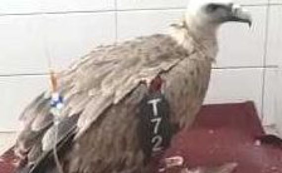 הנשר שהורעל התאושש; יוחזר בקרוב לטבע