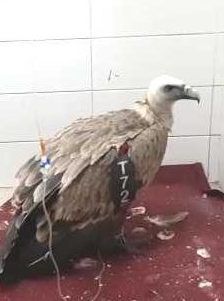 הנשר שהורעל התאושש; יוחזר בקרוב לטבע