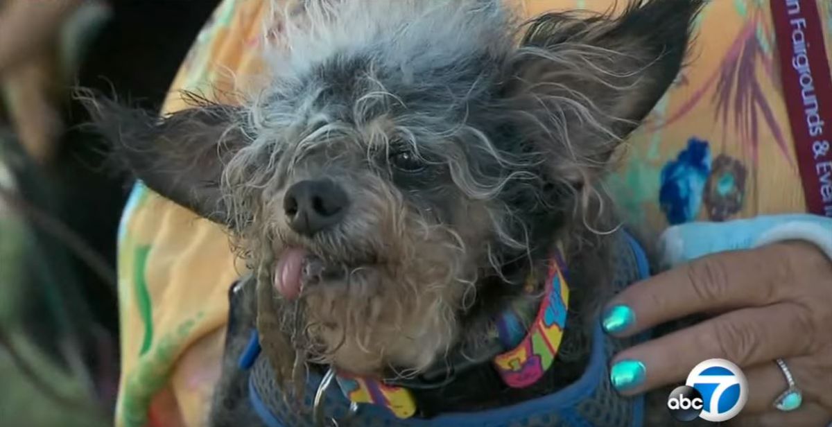 מכוער וטוב לו: הכלב שזכה ב1,500 דולר בזכות המראה