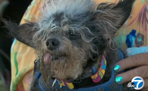 נמצאה כלבה נגועה בכלבת: 7 אנשים פונו לקבלת טיפול