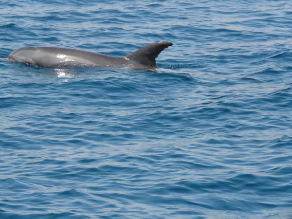 חריג ומעורר דאגה: דולפינן בודד שוחה במפרץ אילת