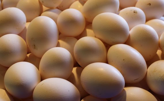 מחדל: אלפי ביצים נגועות בסלמונלה שווקו לצרכנים