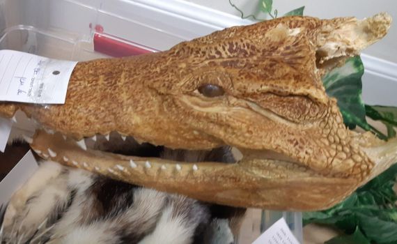 שת"פ בינלאומי: נתפסו סוחרים באלפי בעלי חיים