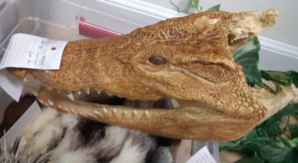 שת"פ בינלאומי: נתפסו סוחרים באלפי בעלי חיים