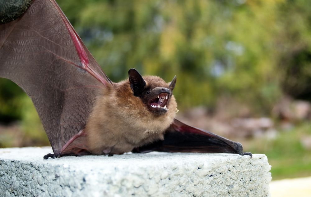 כמה עטלפים יש ביו"ש? הרשמו לכנס המדעי