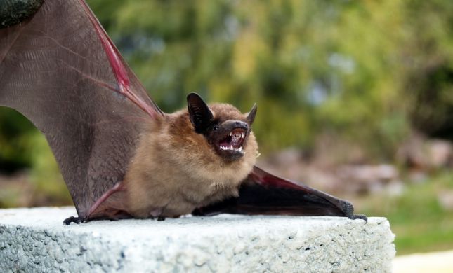  כמה עטלפים יש ביו"ש? הרשמו לכנס המדעי