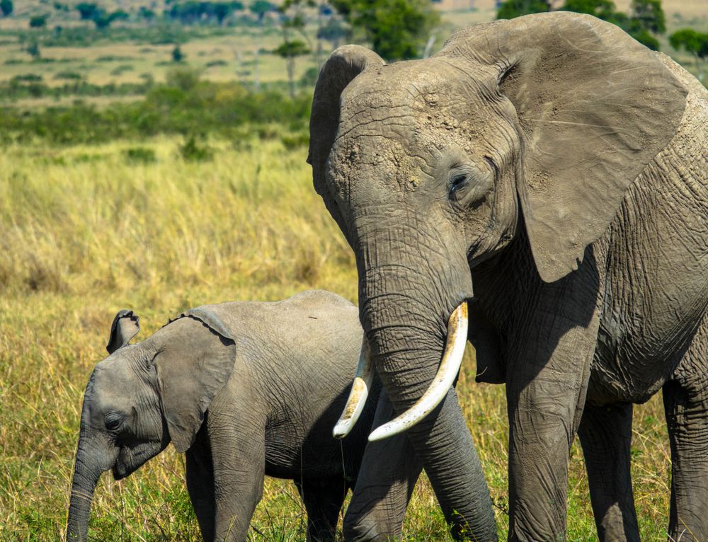 בעקבות הבצורת: נמיביה תמכור פילים וג'ירפות