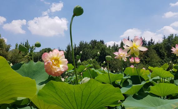 מרהיב: פריחת הלוטוס הקדש בן הבוטני