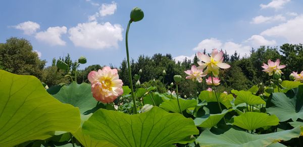 מרהיב: פריחת הלוטוס הקדש בן הבוטני
